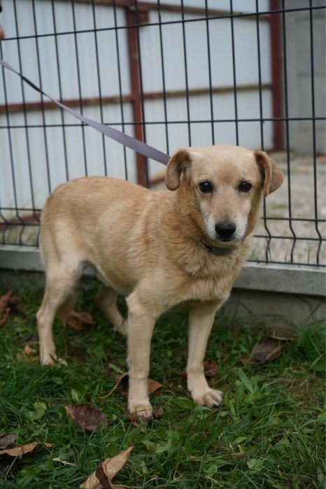Piekny piesio do adopcji