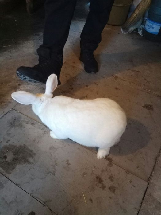 Кролі Термонці Самиці Самці