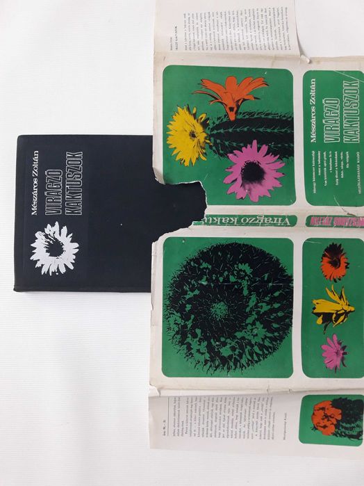 Цветущий кактус. На венгерском языке.