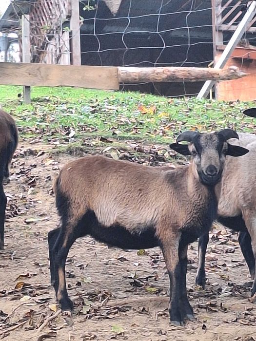 Sprzedam owce kameruńską