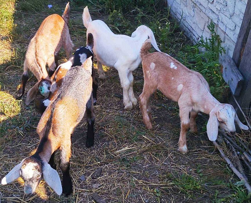 Продам породистых коз