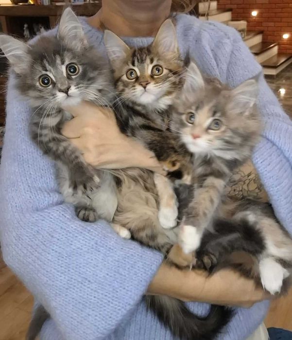 Maine Coon - dziewczynki (3 miesiące)