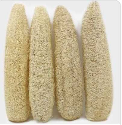 Luffa esponja vegetal_sementes