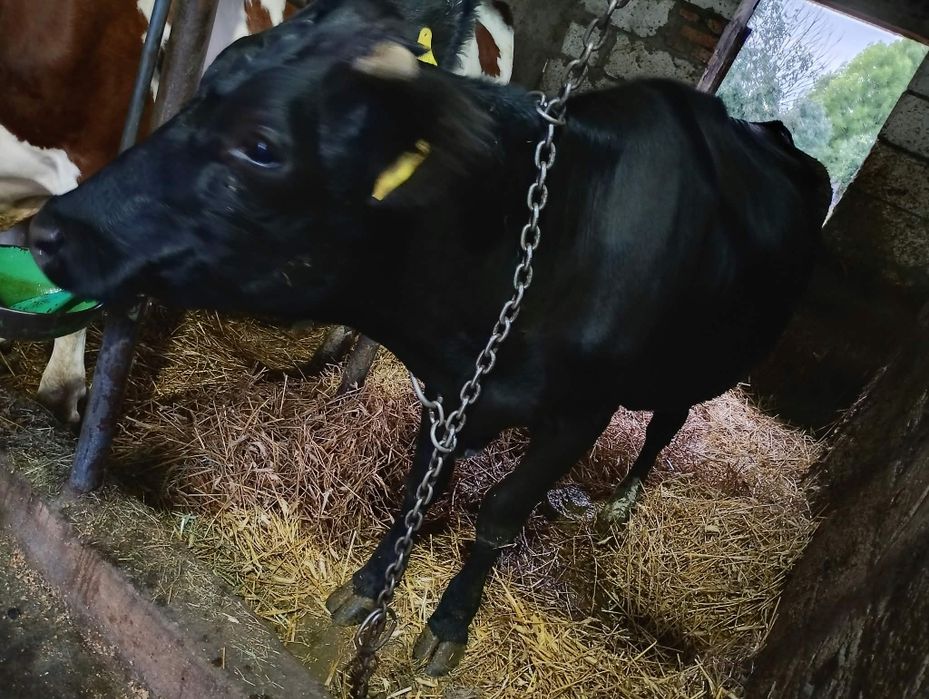 Sprzedam krowę mleczna