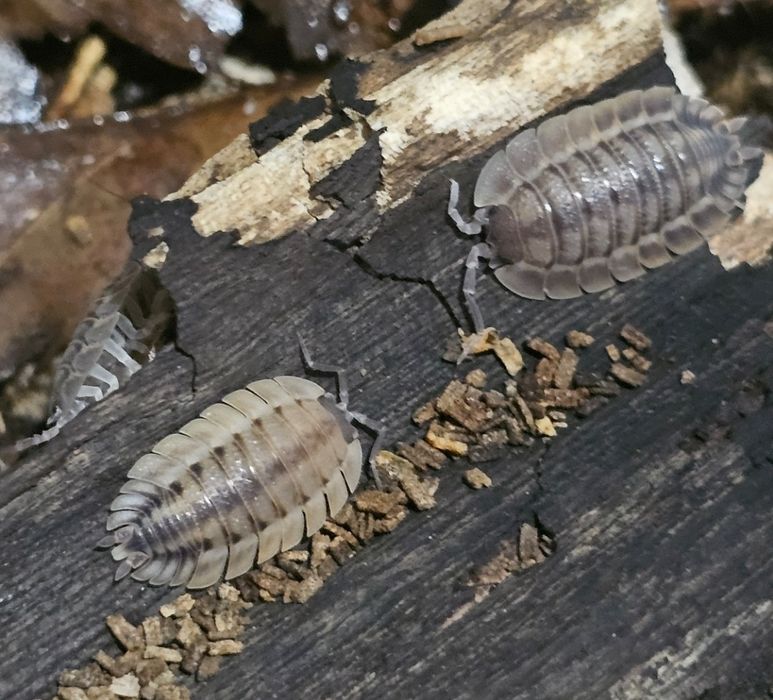 Isopody, różne gatunki, całe kolonie, ekipa sprzątająca do terrarium