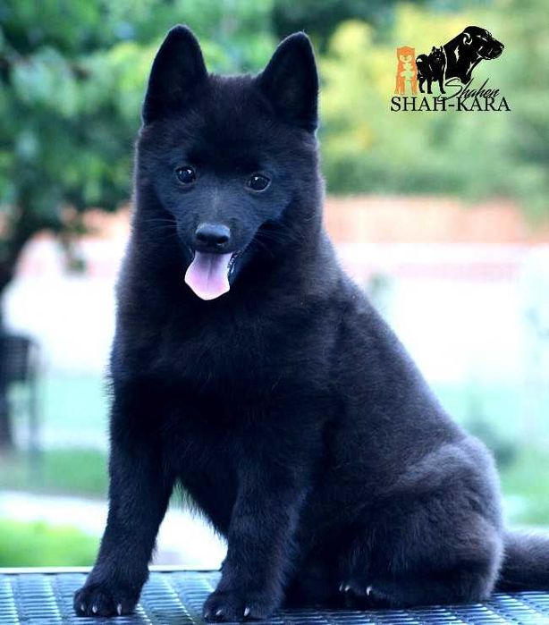 Шикарний хлопчик Шипперке