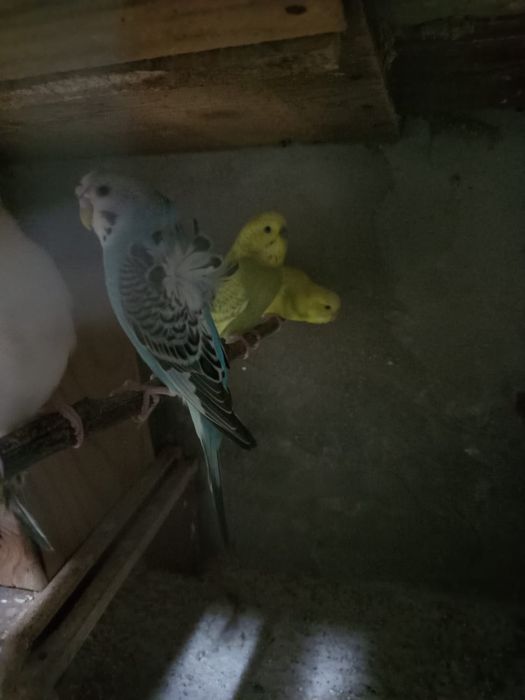 Periquitos várias mutações