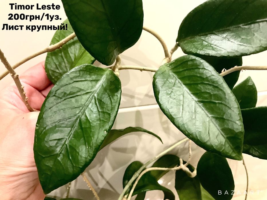 Хойя срез сорта дисхидия