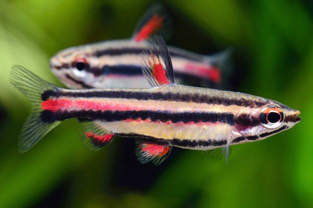 Drobnoustek obrzeżony - Nannostomus marginatus - dowóz, wysyłka