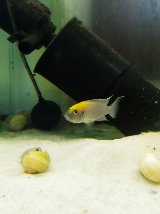 Neolamprologus calliurus Kasanga tanganika
