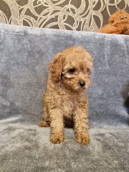 Хлопчики той пуделя