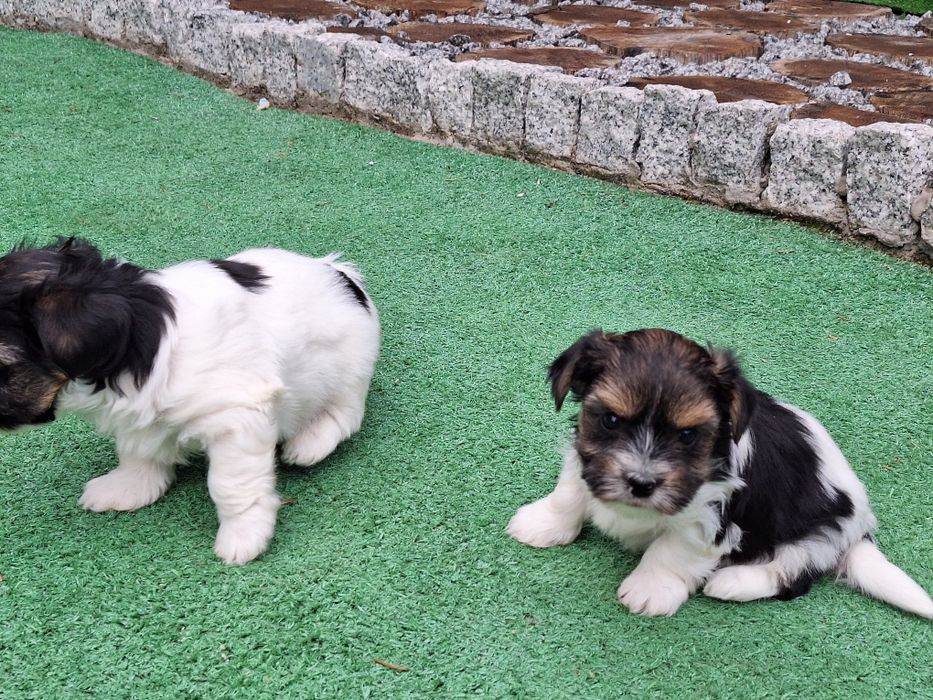 Yorkshire terrier biewer z dokumentami