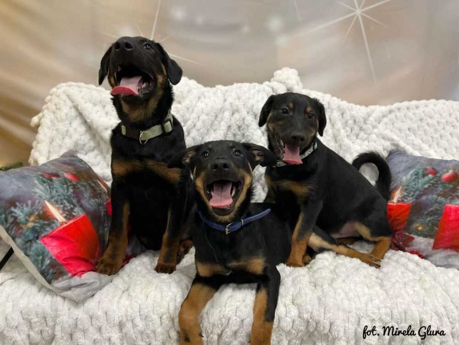 Mars - energiczny szczeniak szuka swojej pierwszej rodziny - 2107/25