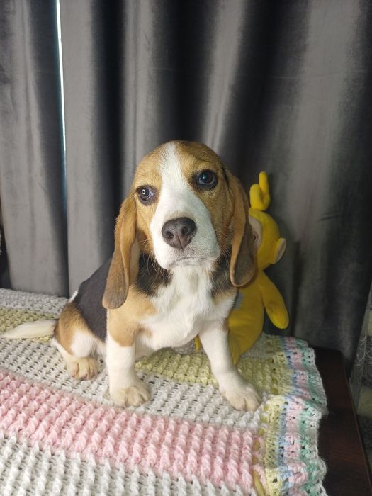 Біглята з документами