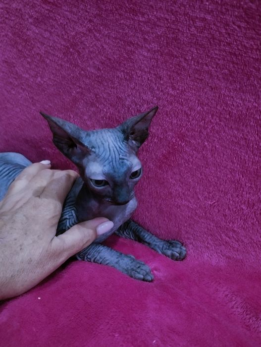 Кошечка,канадский сфинкс