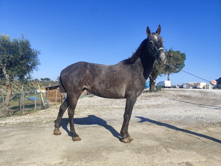 Égua com 5 anos sem defeitos