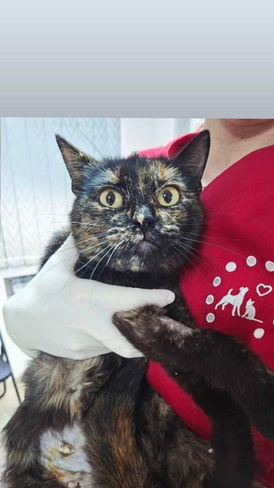 Отдам кошку черепахового окраса, стерилизована, 1 год