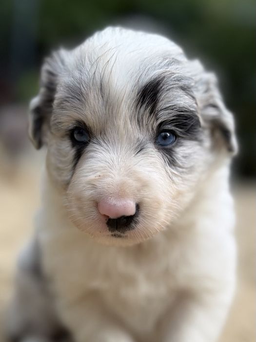 Suczka Heart of Gold BORDER COLLIE (FCI/ ZkwP)