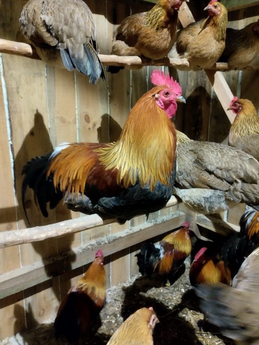 Jaja lęgowe zielononóżki kuropatwianej