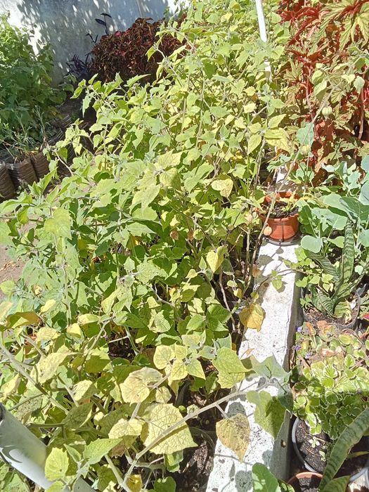 Dã-se physalis plantas