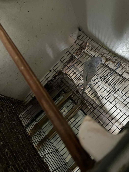 Vendo 3 periquitos ingleses