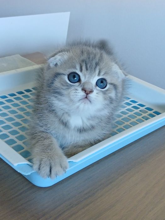 Scottish Fold Macho