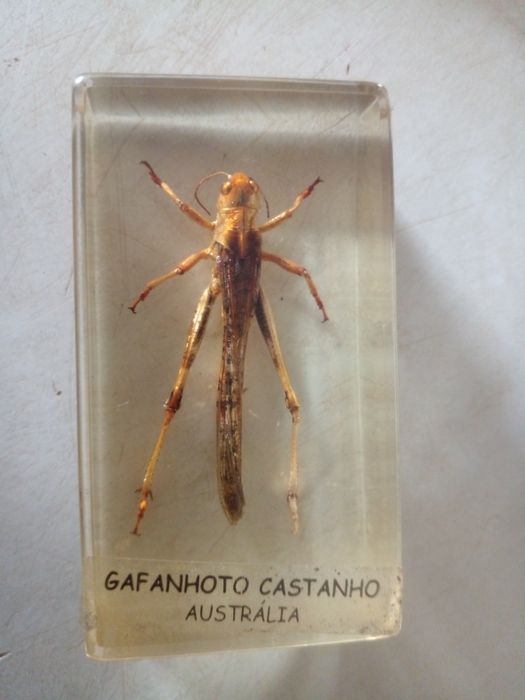 COLEÇÃO de insetos Verdadeiros  DA RBA