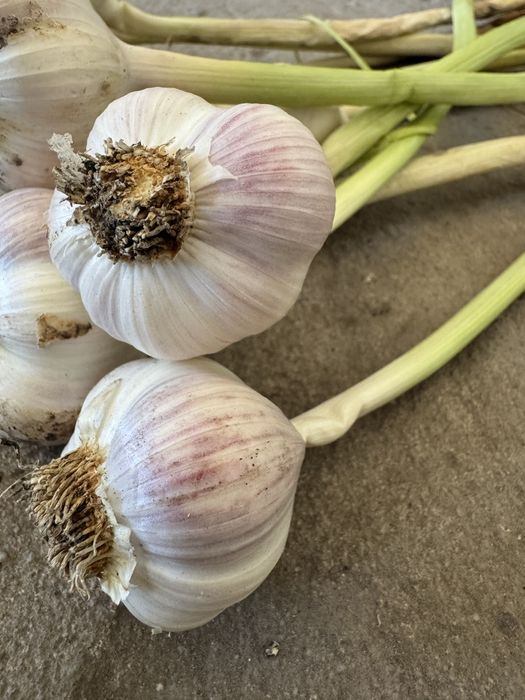 Czosnek wiosenny Jary