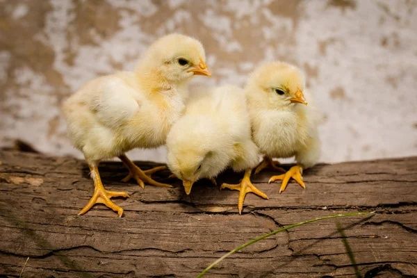 Курча Курчата Циплята Несушка Ломан Браун Сенді Півники Півні Птиця