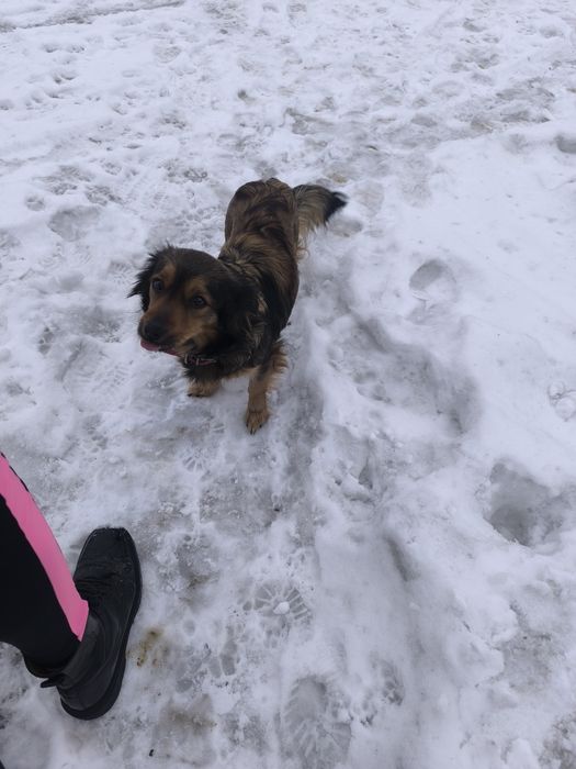 2 miesięczne pieski do oddania