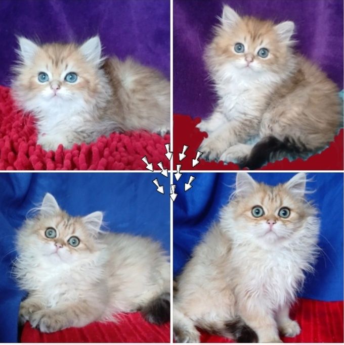 Роскошные котята шиншилла британская