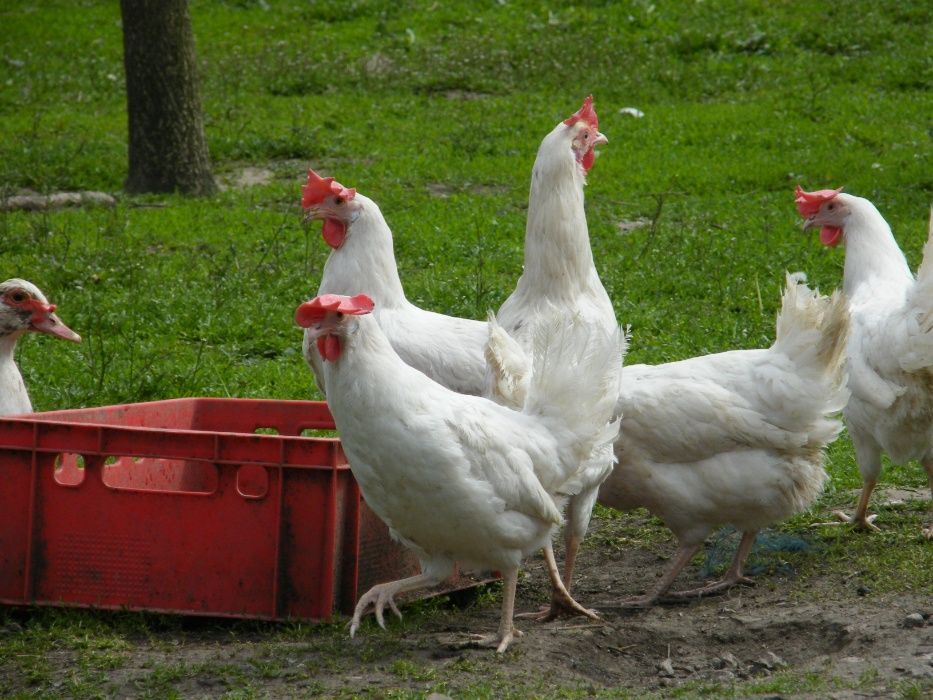 Jaja, jajka wiejskie od szczęśliwych kur.