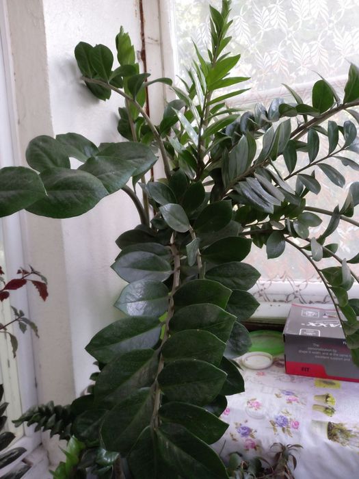 Замиокулькас очень большой