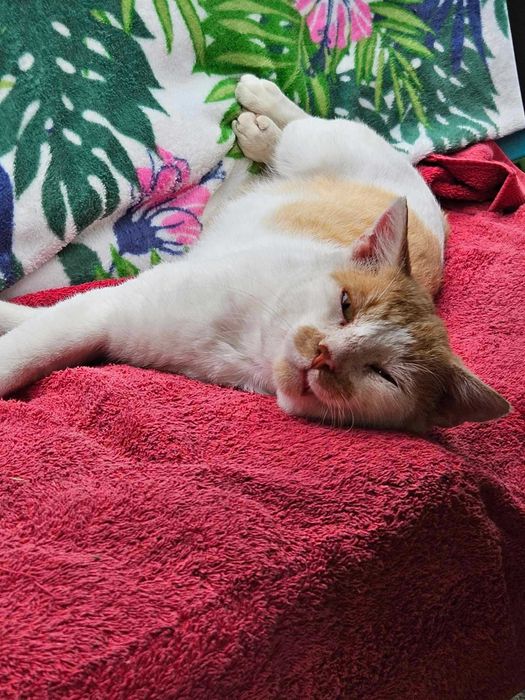 Kotek Shilan czeka na kochającego człowieka!