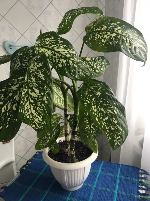 Квіти кімнатні  у горшику