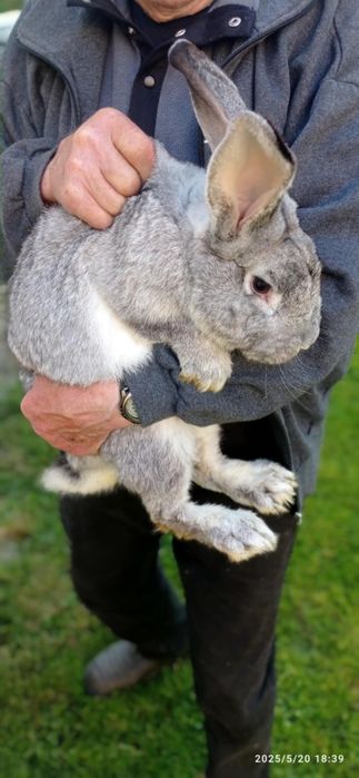 Króliki hodowane ekologicznie Gorlice