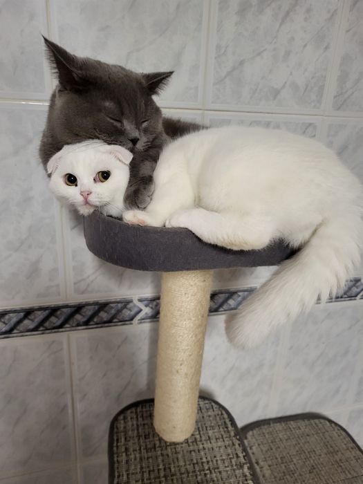 Menina/o  scottish branca