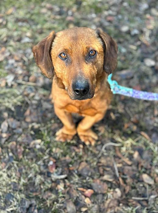 Jamnikowaty chłopak pilnie szuka domu