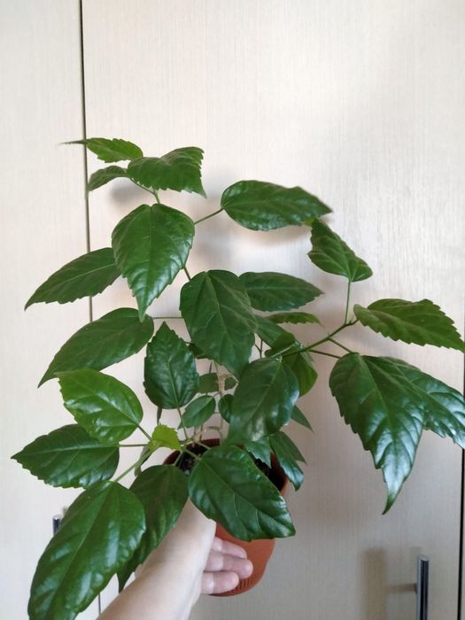 Продам кімнатні квіти