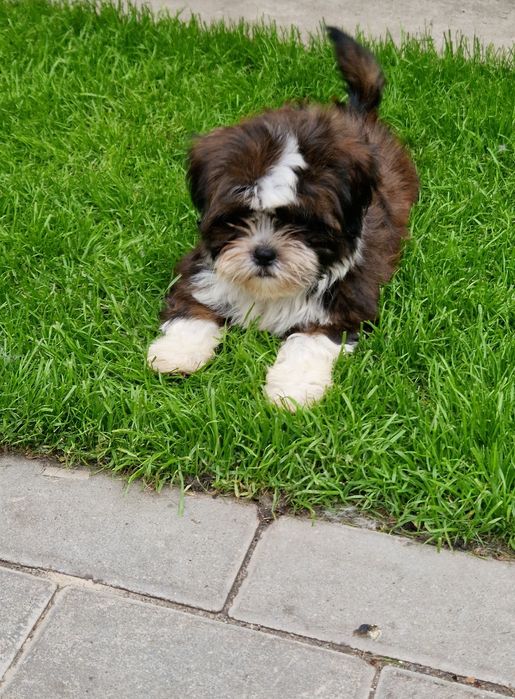 Śliczny piesek Shih-tzu