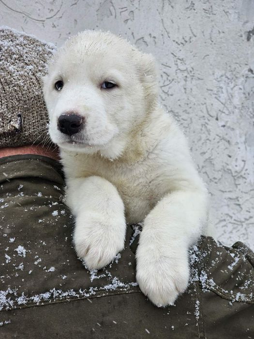 Щенки Азиаты мальчики и девочки