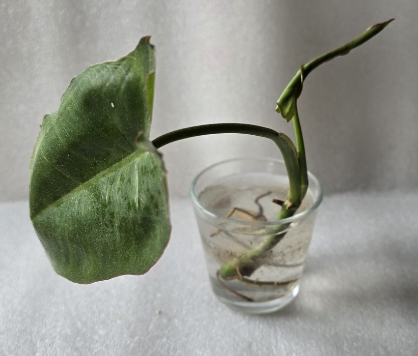 Philodendron paraiso verde filodendron
