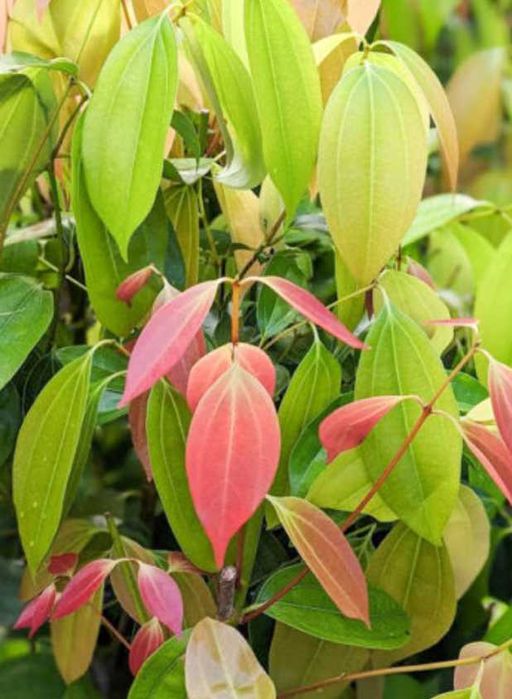 Árvore de CANELA Original