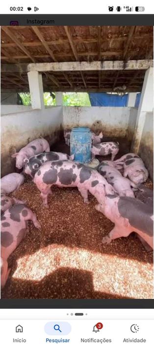Porcos leitões com 20 kg