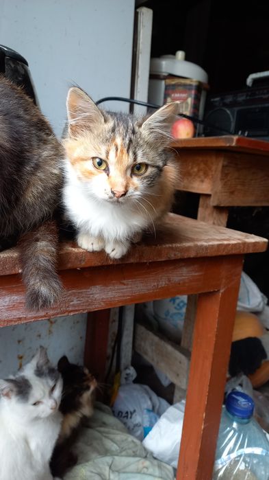 кошенята безкоштовно