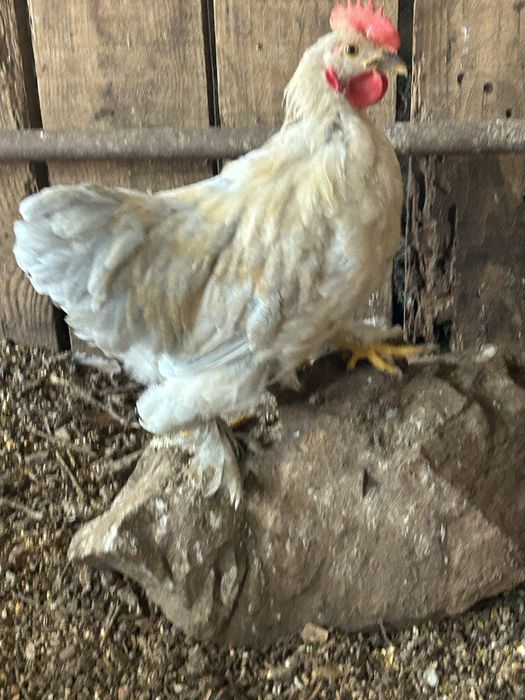 Galos Pekin………..