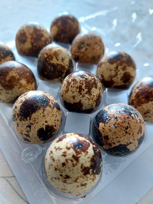 Ovos de codorniz