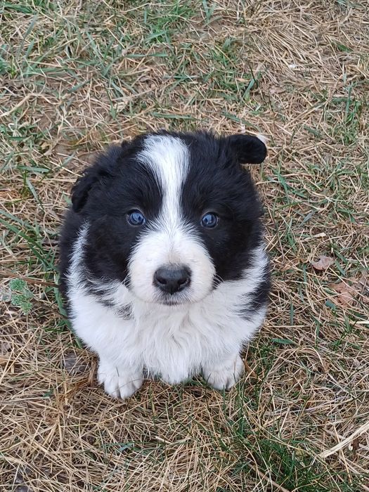 Border Collie suczka czarno biała
