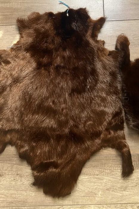 Продам вичищені шкури бобра – молодий бобер