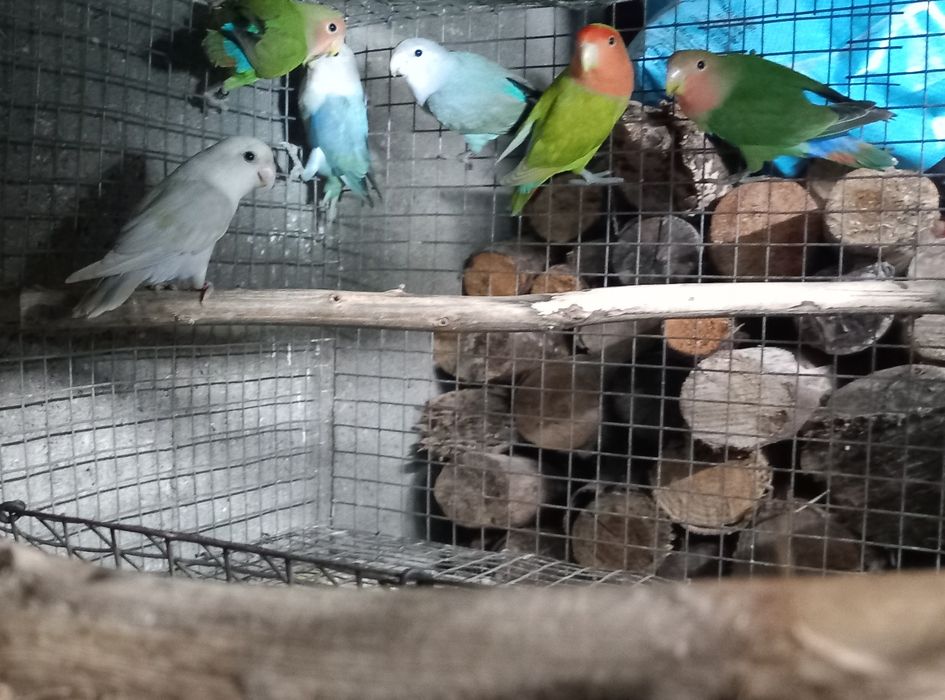 Agapornis roseicollis disponiveis